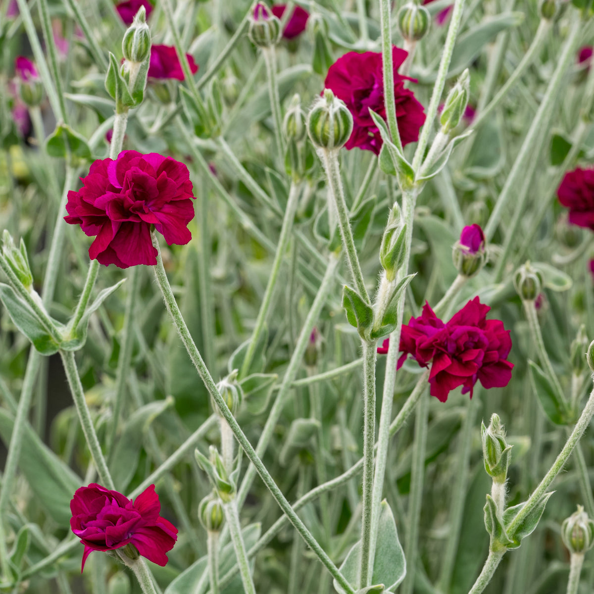 Silene coronaria Gardeners' World ('Blych') (d)' - Hardy's Cottage Garden Plants