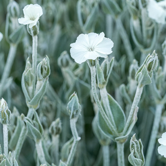 Silene coronaria 'Alba' - Hardy's Cottage Garden Plants
