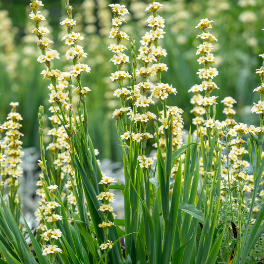 Sisyrinchium striatum - Hardy's Cottage Garden Plants