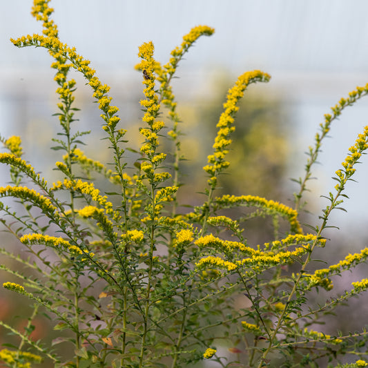 Solidago rugosa 'Fireworks' - Hardy's Cottage Garden Plants