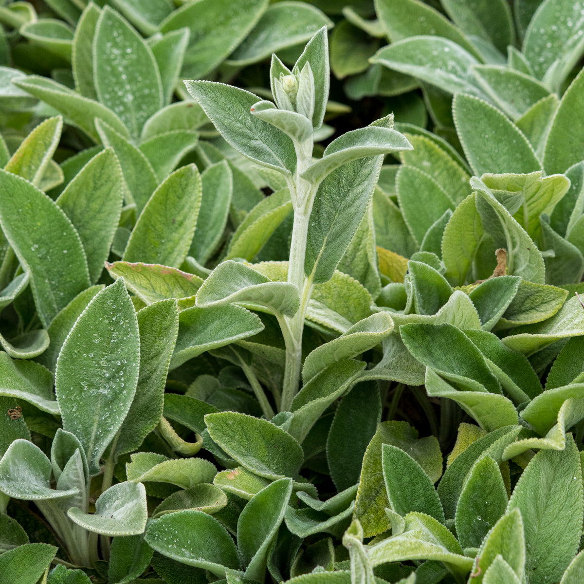 Stachys byzantina 'Big Ears' - Hardy's Cottage Garden Plants