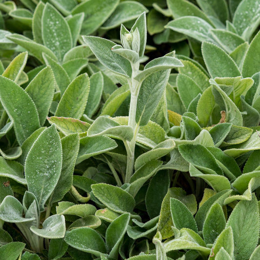 Stachys byzantina 'Big Ears' - Hardy's Cottage Garden Plants