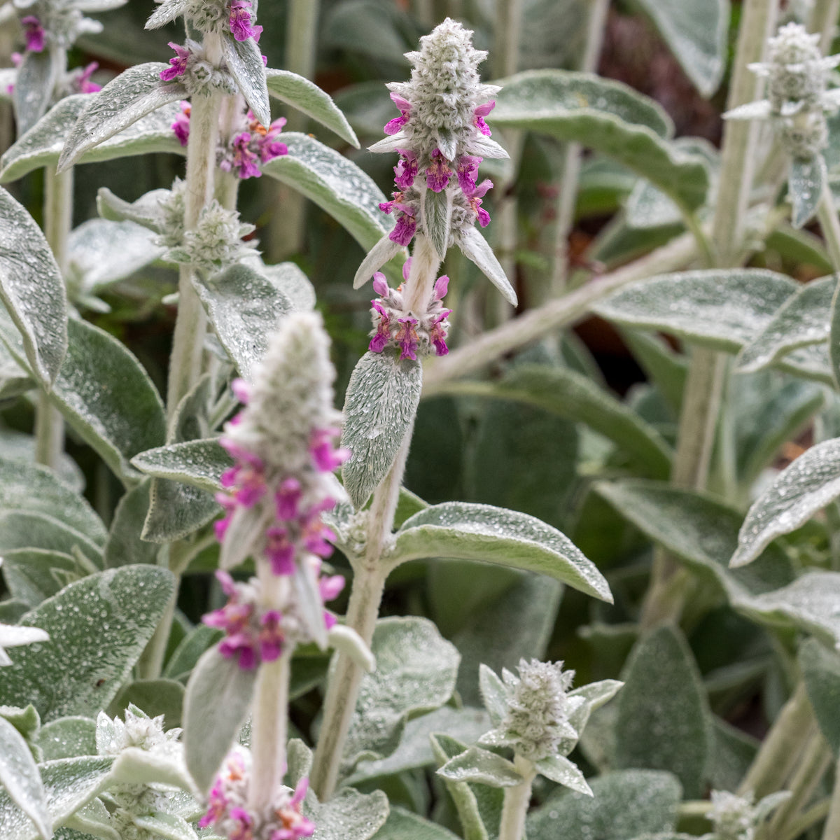 Stachys byzantina - Hardy's Cottage Garden Plants