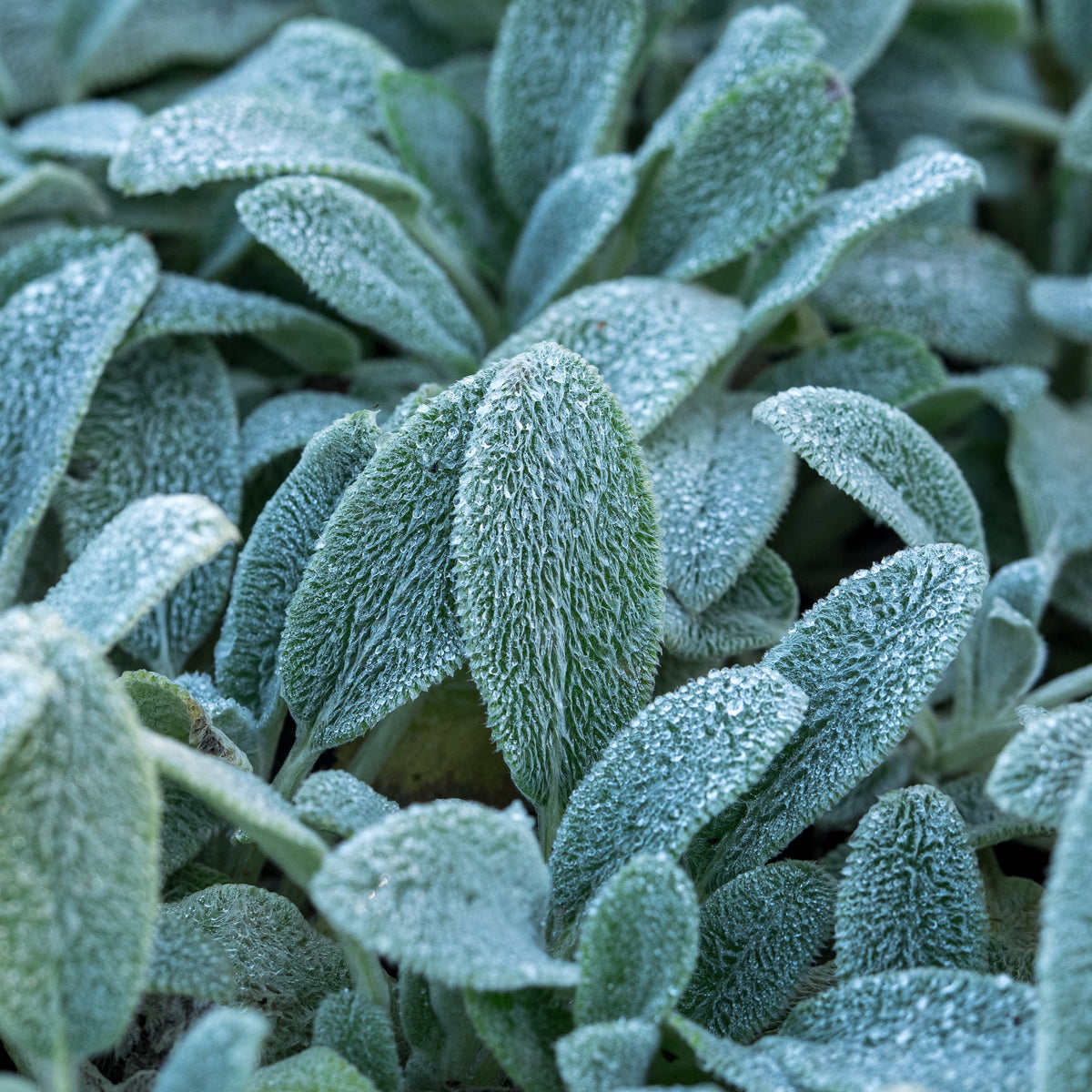 Stachys byzantina 'Silver Carpet' - Hardy's Cottage Garden Plants