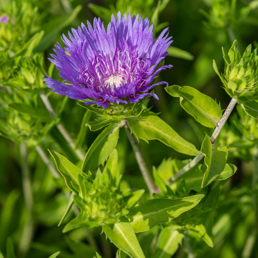 Stokesia laevis 'Klaus Jelitto' - Hardy's Cottage Garden Plants