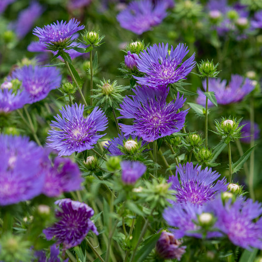 Rosy Hardy talk series: Mid Summer Flowering Perennials 29 July 2026 - Hardy's Cottage Garden Plants
