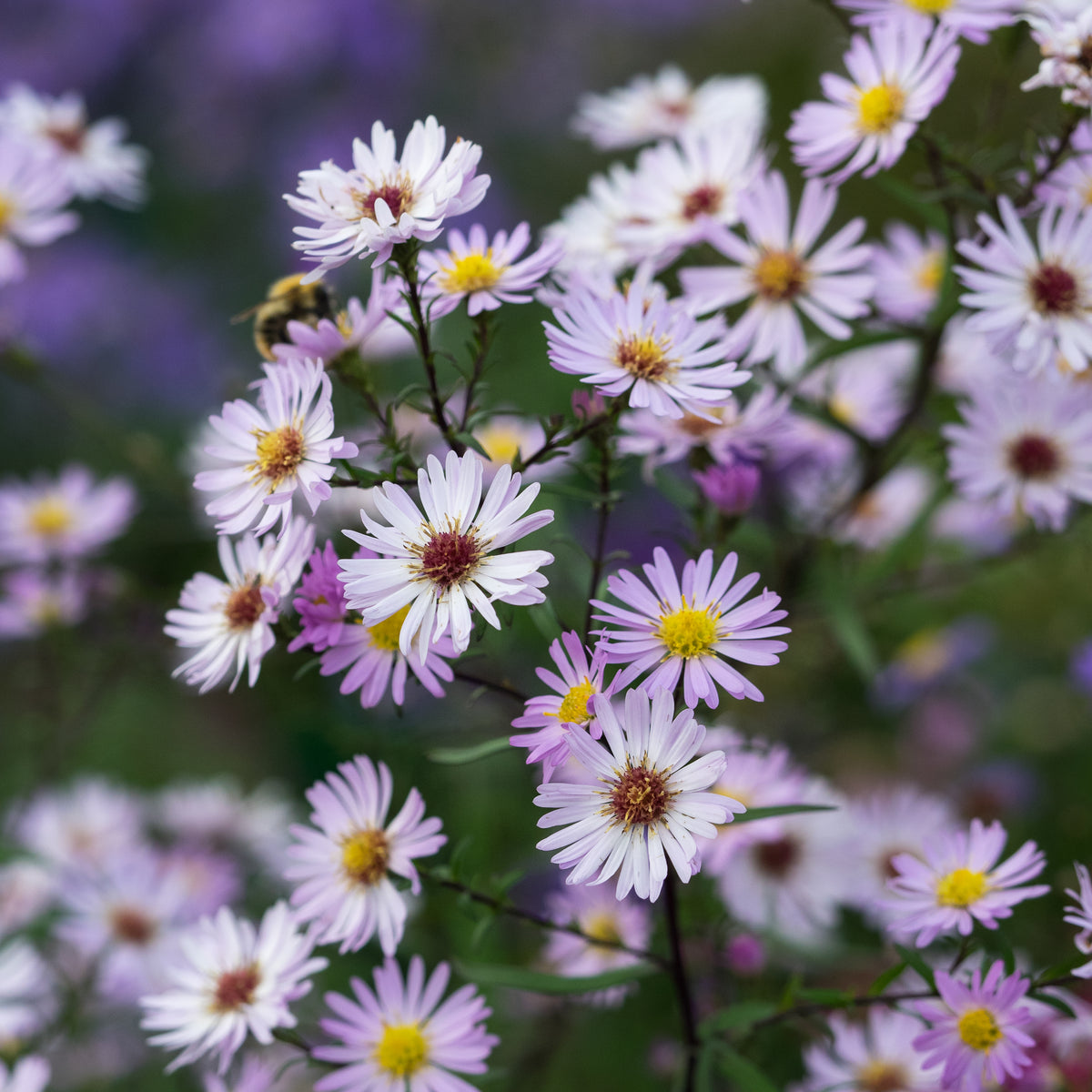 Symphyotrichum 'Vasterival' - Hardy's Cottage Garden Plants