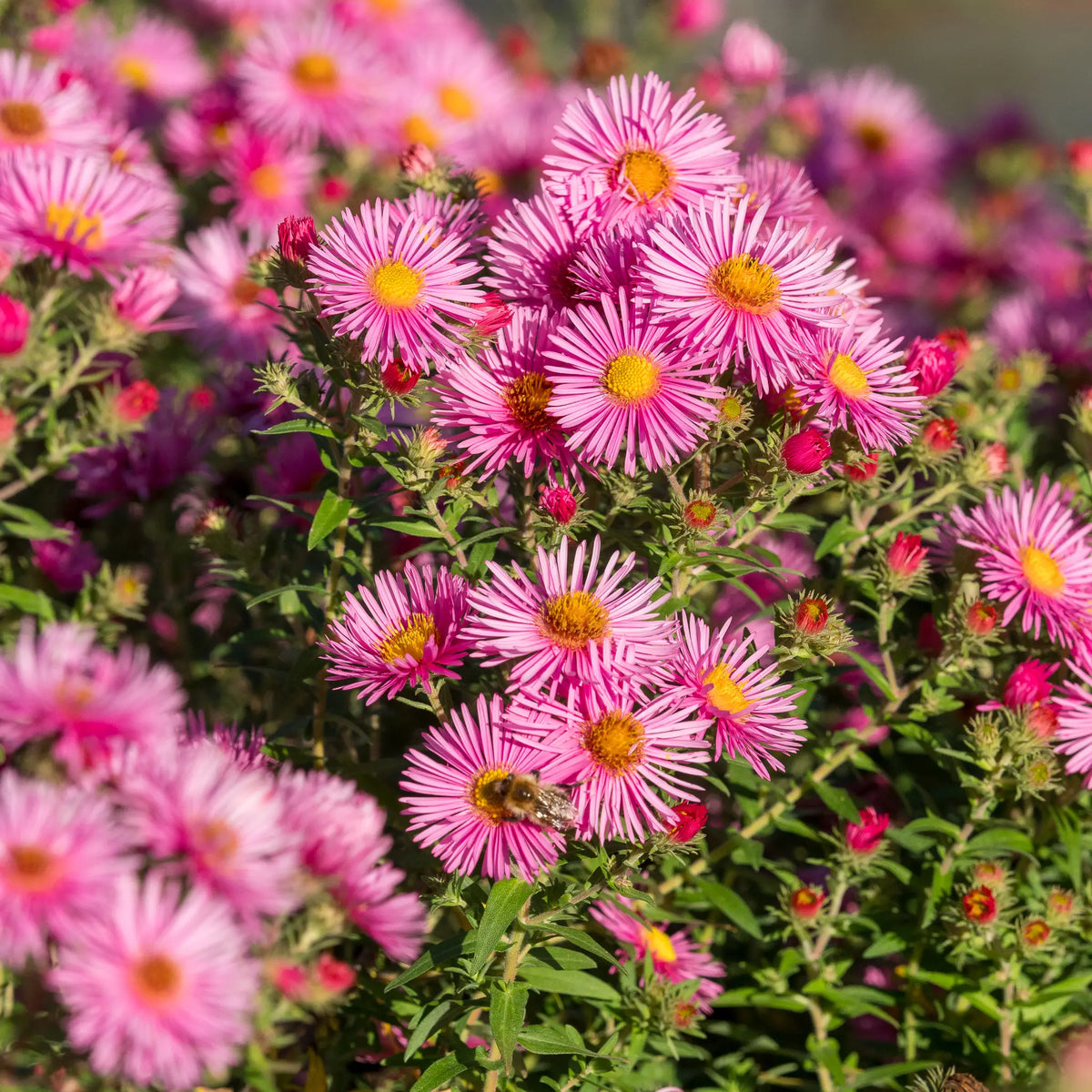 Symphyotrichum novae-angliae 'Rudelsburg' - Hardy's Cottage Garden Plants