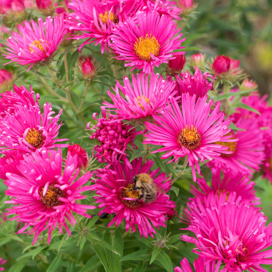 Symphyotrichum novae-angliae 'Andenken an Alma Pötschke' - Hardy's Cottage Garden Plants