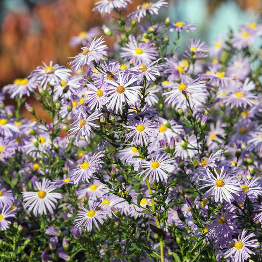 Symphyotrichum novi-belgii 'Algar’s Pride' - Hardy's Cottage Garden Plants