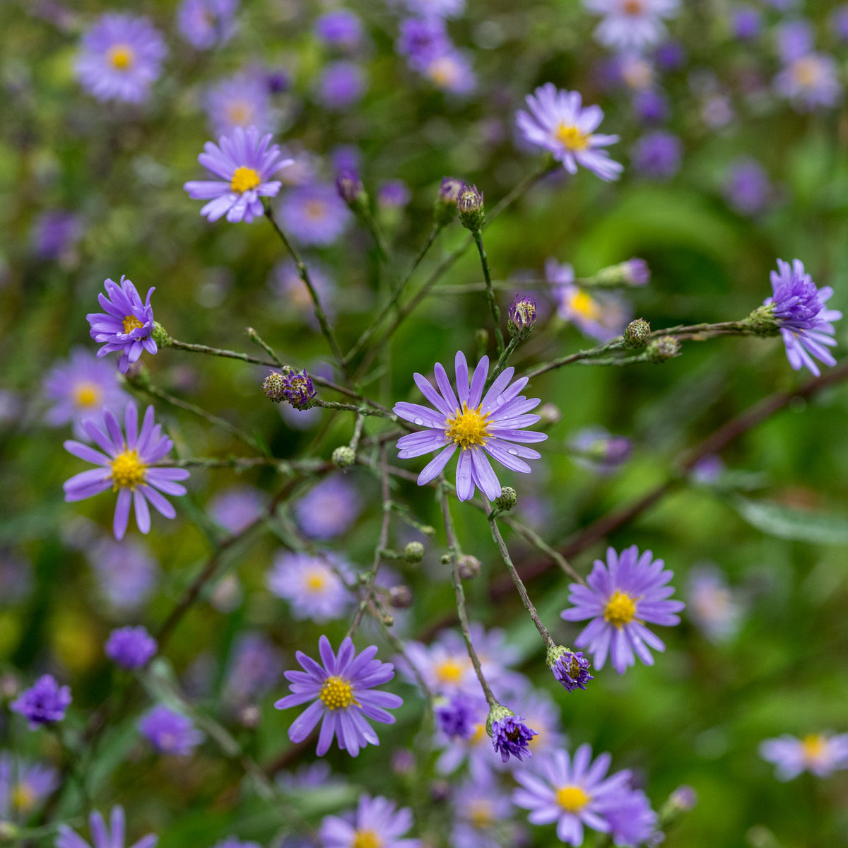 Symphyotrichum turbinellum - Hardy's Cottage Garden Plants