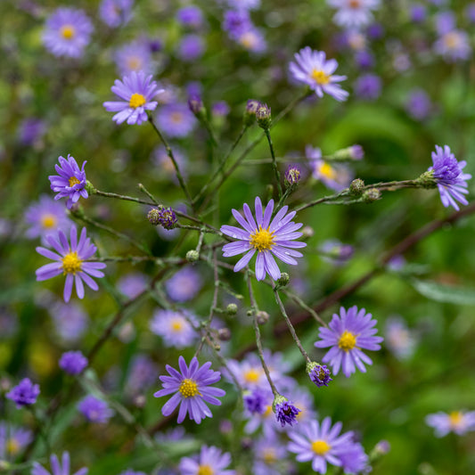 Symphyotrichum turbinellum - Hardy's Cottage Garden Plants