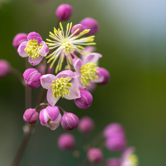Thalictrum 'Elin' - Hardy's Cottage Garden Plants