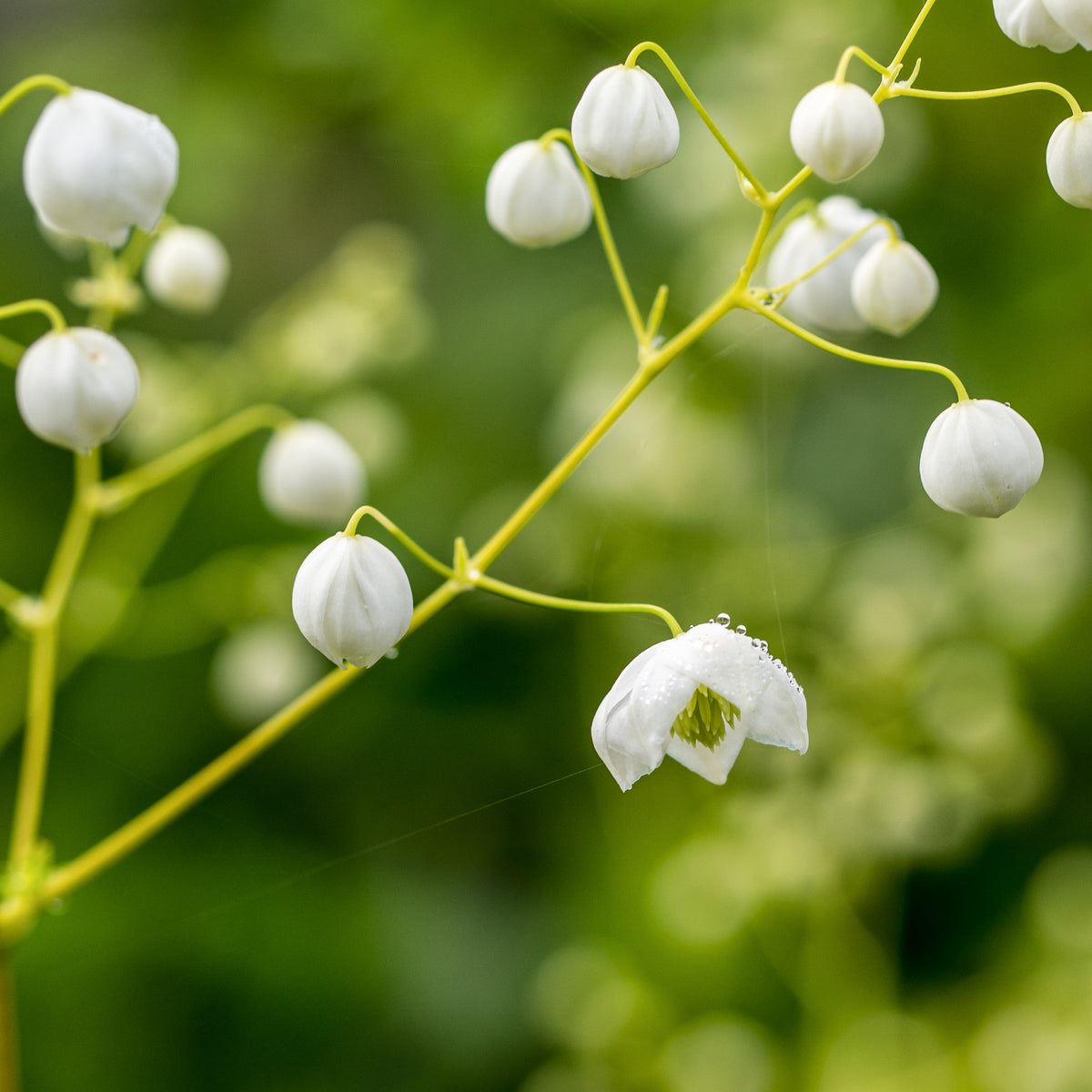Thalictrum Splendide White ('Fr21034'PBR) - Hardy's Cottage Garden Plants