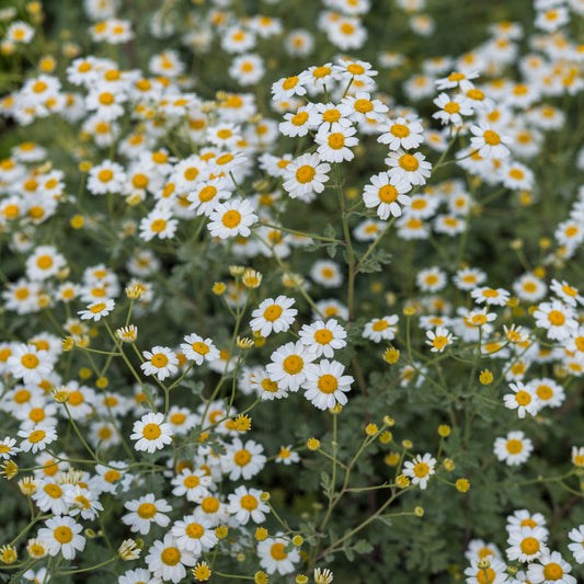 Tanacetum niveum 'Jackpot' - Hardy's Cottage Garden Plants
