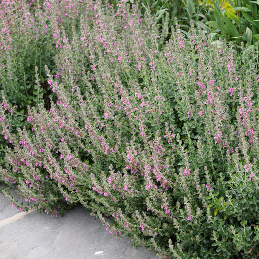 Teucrium x lucidrys - Hardy's Cottage Garden Plants