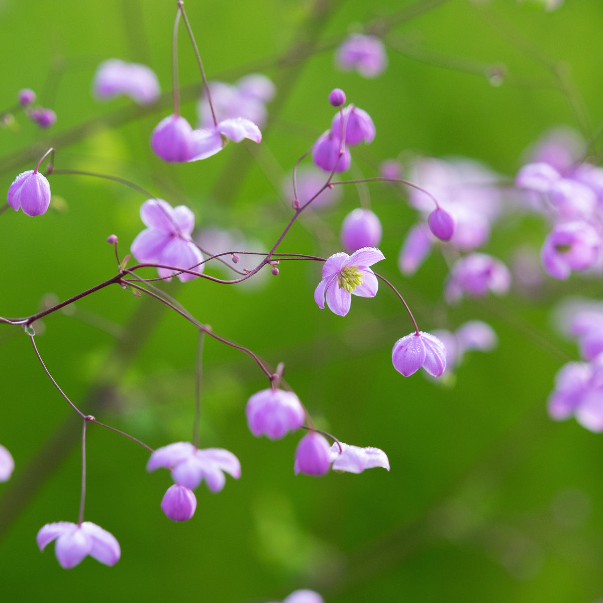 Thalictrum 'Splendide' - Hardy's Cottage Garden Plants