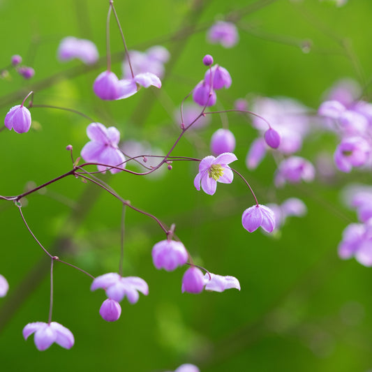 Thalictrum 'Splendide' - Hardy's Cottage Garden Plants