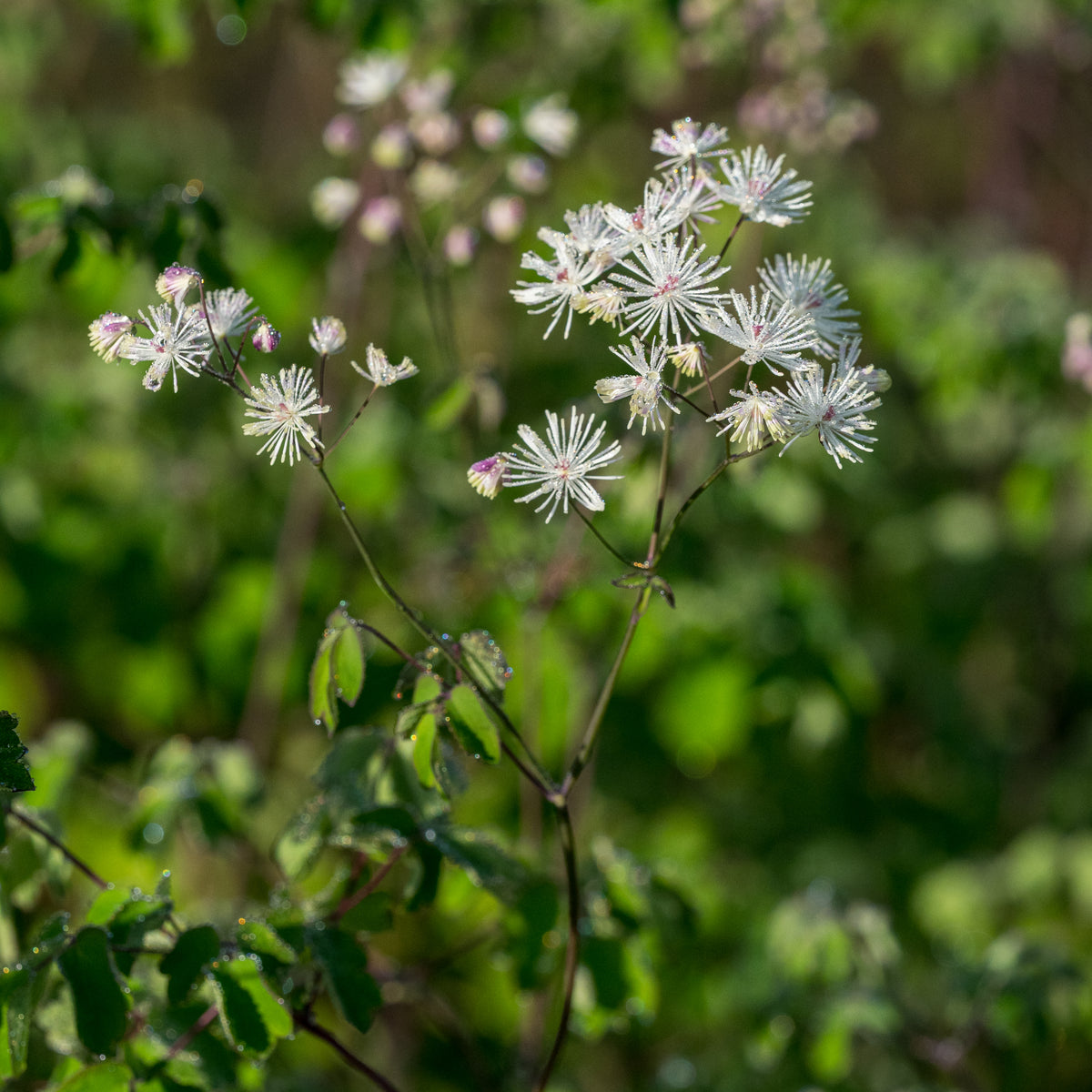 Thalictrum aquilegiifolium 'White Cloud' - Hardy's Cottage Garden Plants