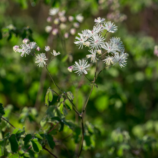 Thalictrum aquilegiifolium 'White Cloud' - Hardy's Cottage Garden Plants