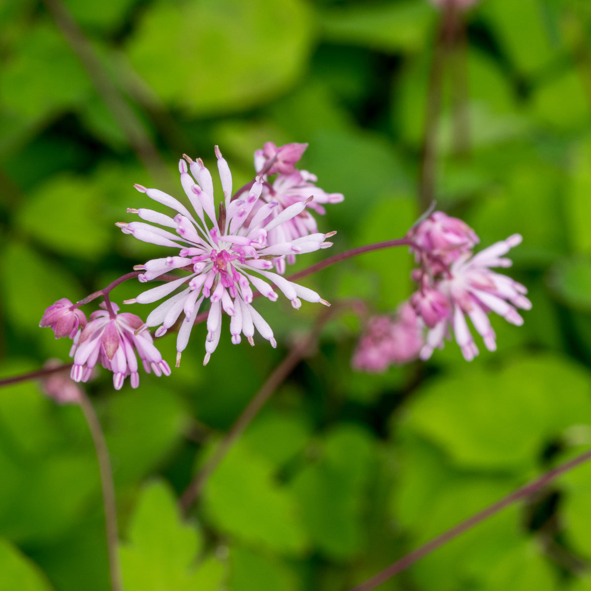 Thalictrum kiusianum - Hardy's Cottage Garden Plants