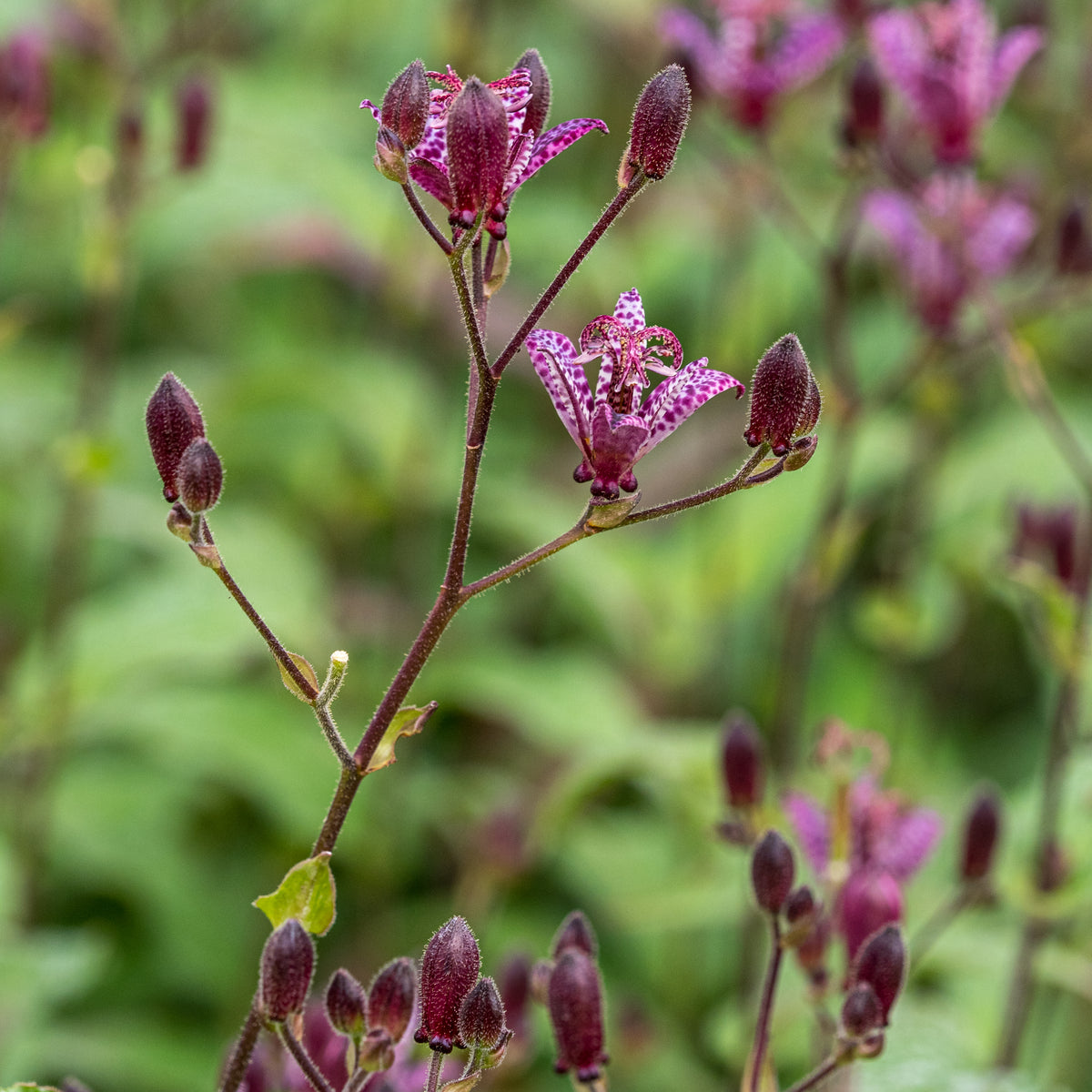 Rosy Hardy Talks 2027: Late Summer Flowering Perennials