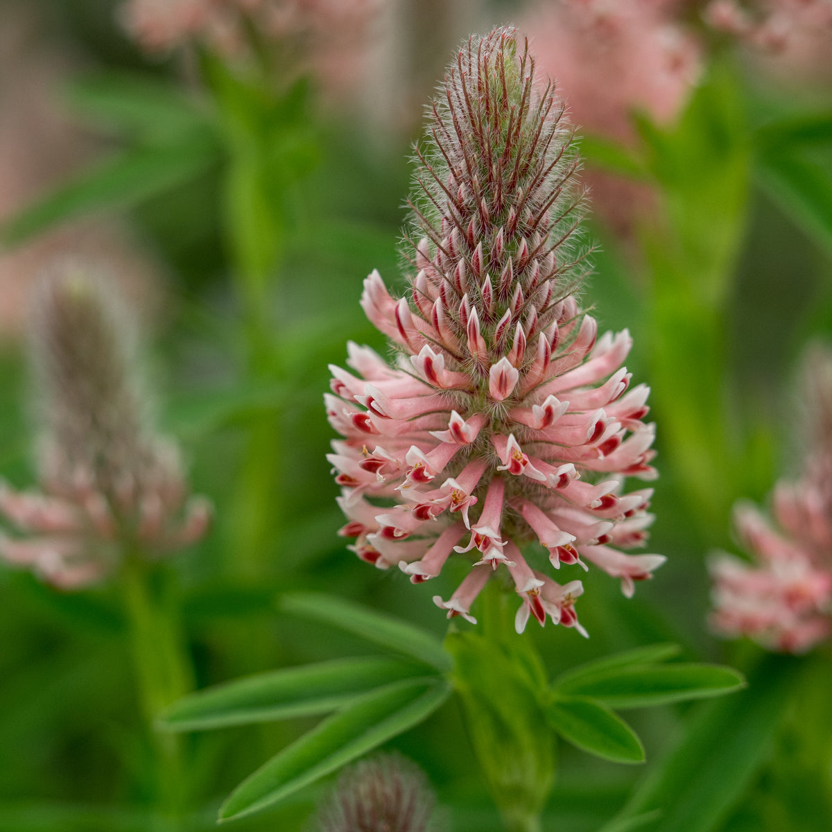 Trifolium rubens 'Peach Pink' - Hardy's Cottage Garden Plants