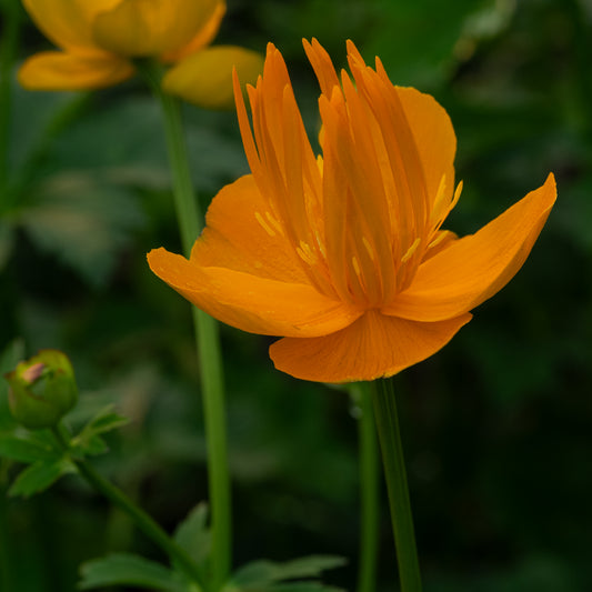 Trollius 'Dancing Flame' - Hardy's Cottage Garden Plants