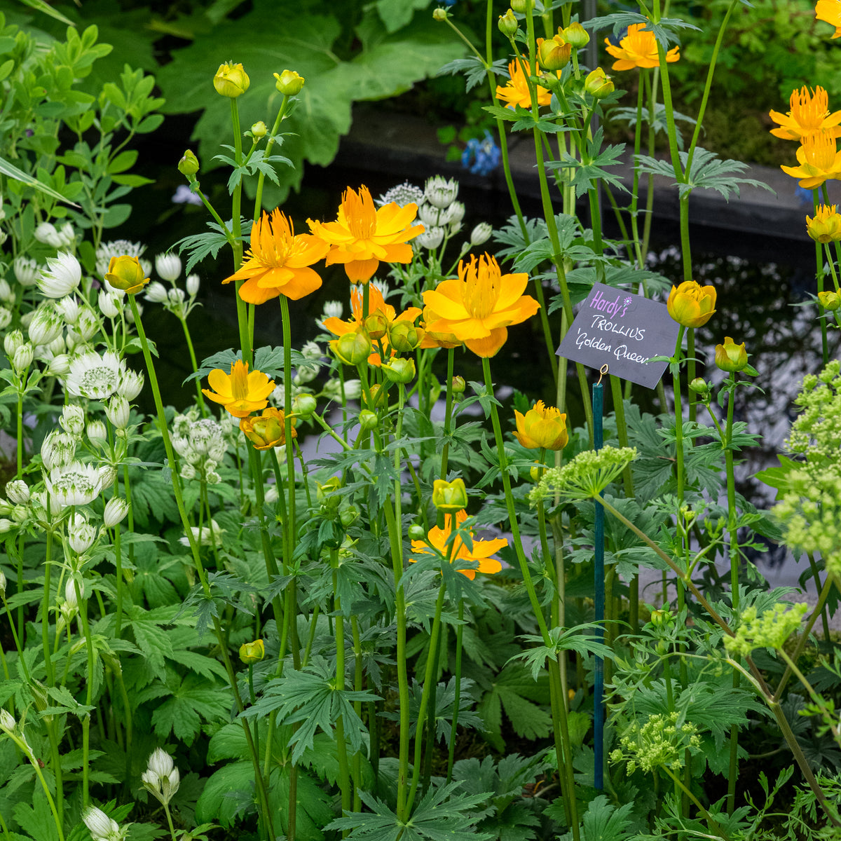 Trollius chinensis 'Golden Queen' - Hardy's Cottage Garden Plants