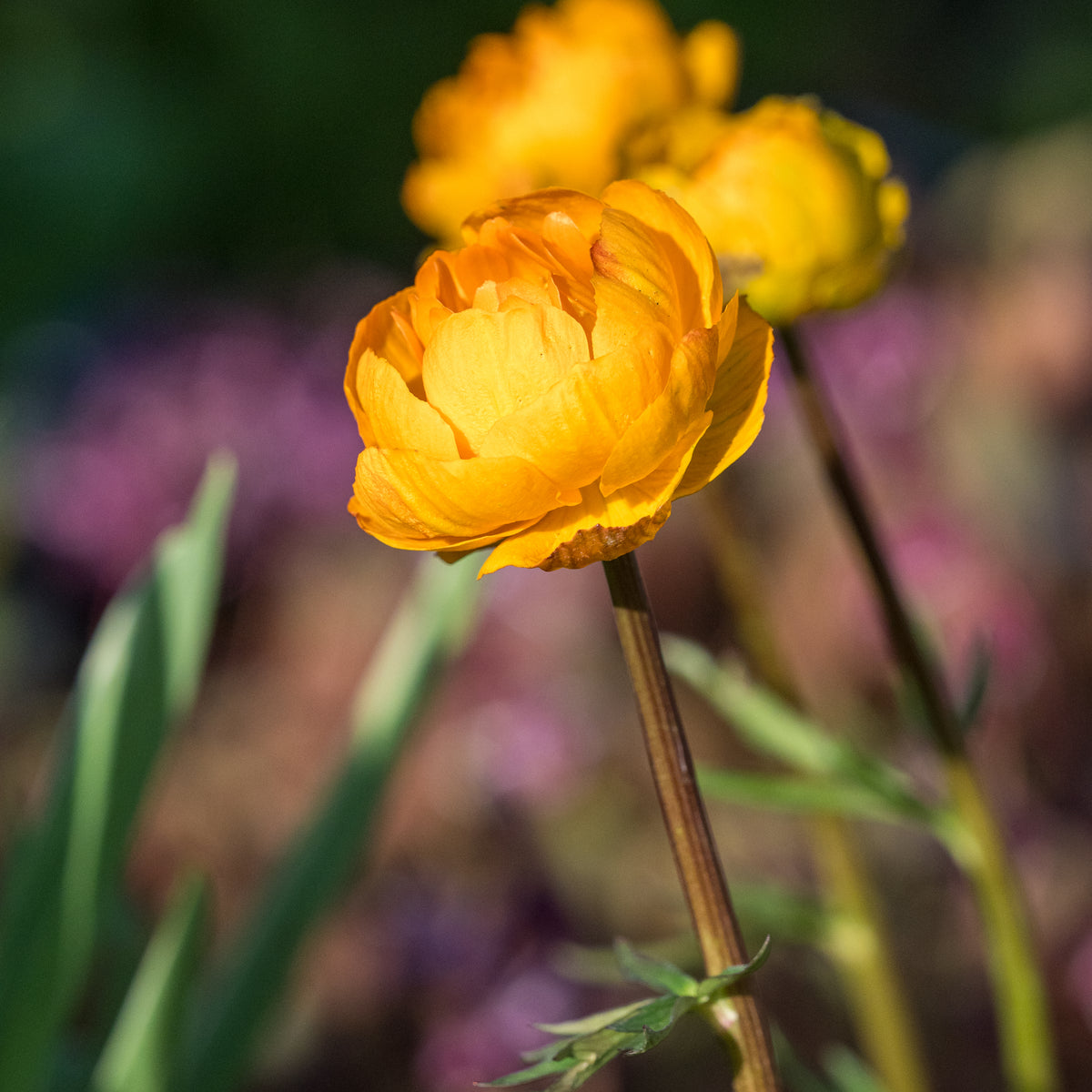 Trollius × cultorum 'Etna' - Hardy's Cottage Garden Plants