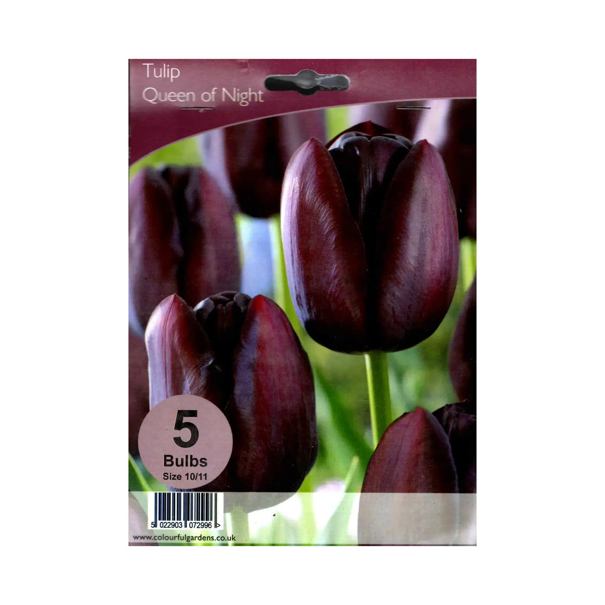 Tulipa 'Queen of Night' - Hardy's Cottage Garden Plants
