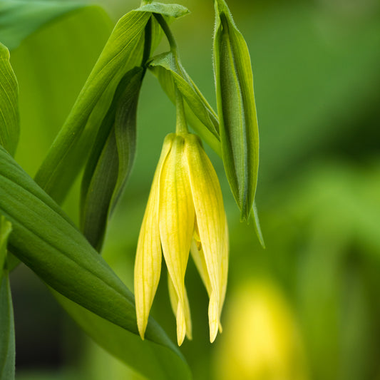 Uvularia perfoliata - Hardy's Cottage Garden Plants