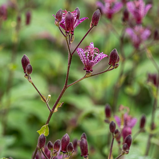 Tricyrtis formosana Stolonifera Group - Hardy's Cottage Garden Plants