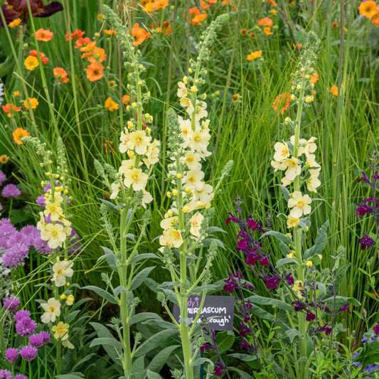 Verbascum (Cotswold Group) 'Gainsborough' - Hardy's Cottage Garden Plants