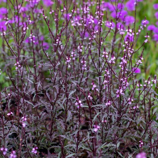 Verbena officinalis 'Bampton' - Hardy's Cottage Garden Plants