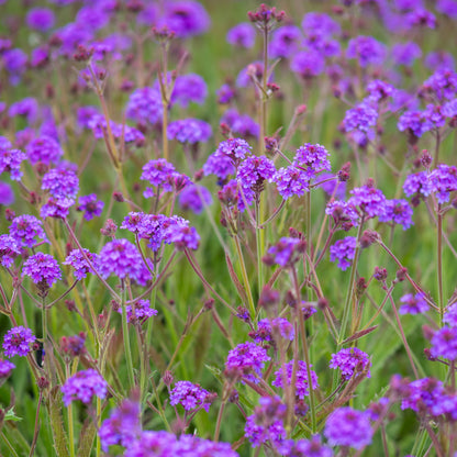 Verbena rigida - Hardy's Cottage Garden Plants