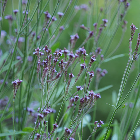 Verbena macdougalii 'Lavender Spires' - Hardy's Cottage Garden Plants