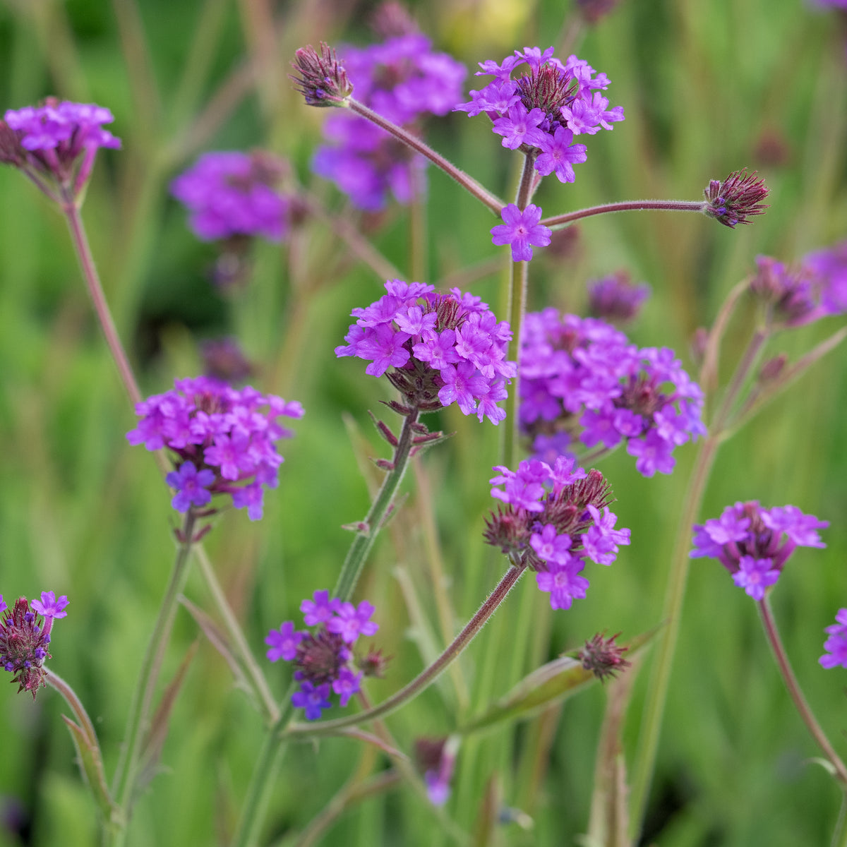 Verbena rigida - Hardy's Cottage Garden Plants