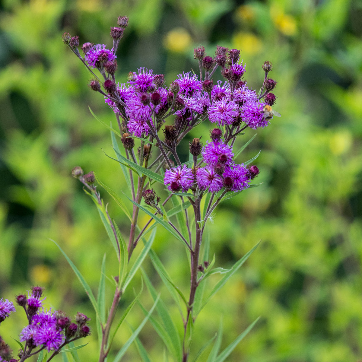 Vernonia angustifolia × missurica - Hardy's Cottage Garden Plants
