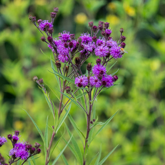 Vernonia angustifolia × missurica - Hardy's Cottage Garden Plants