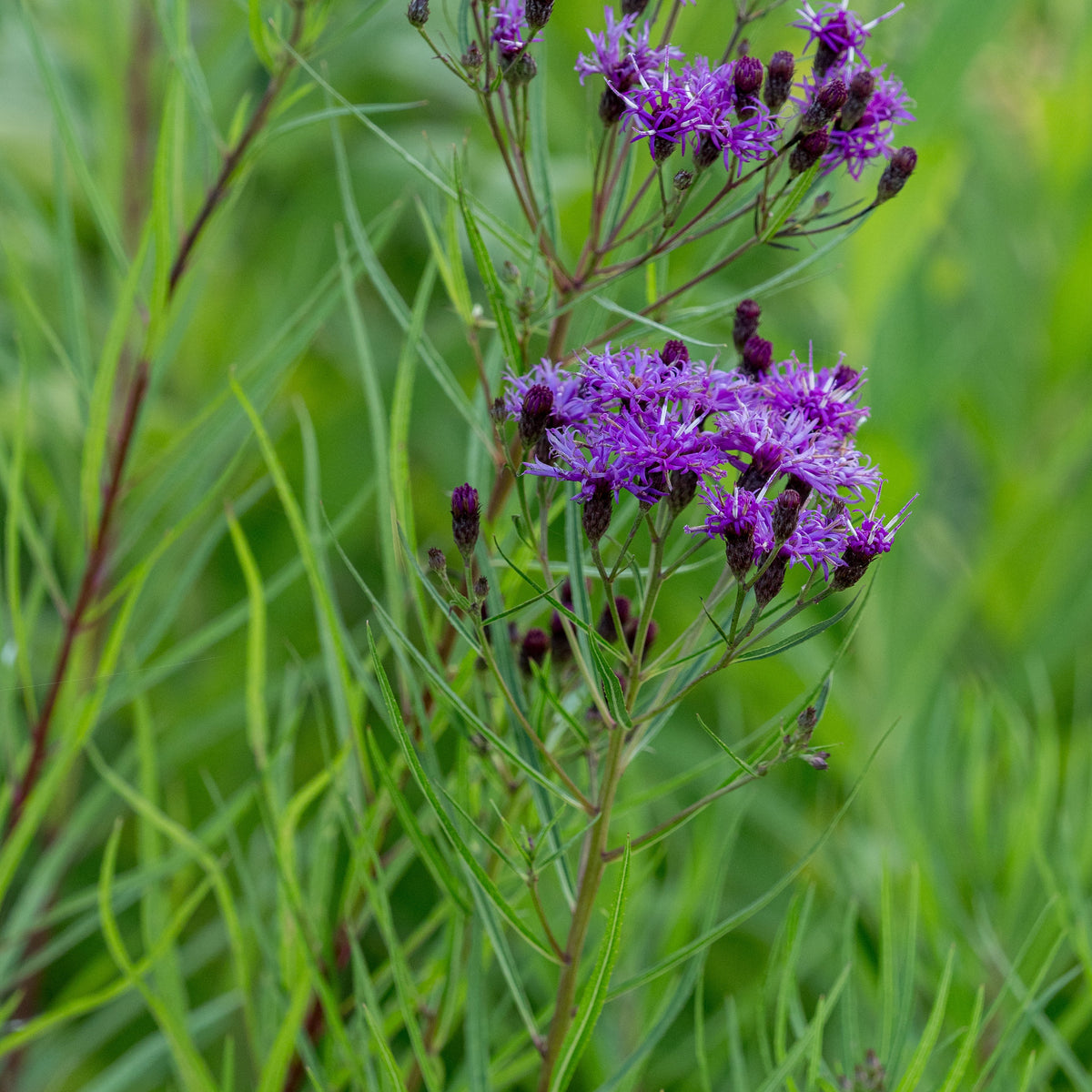 Vernonia lettermannii - Hardy's Cottage Garden Plants