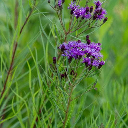 Vernonia lettermannii - Hardy's Cottage Garden Plants