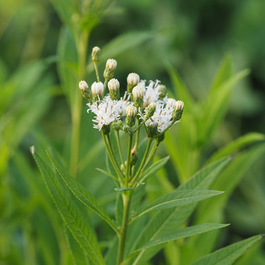 Vernonia noveboracensis 'White Lightning' - Hardy's Cottage Garden Plants