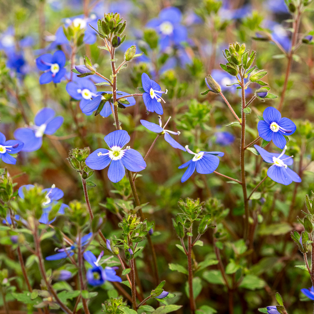 Veronica 'Bergen's Blue' - Hardy's Cottage Garden Plants