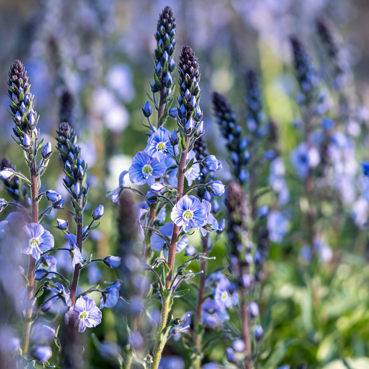 Veronica gentianoides Dark Form - Hardy's Cottage Garden Plants