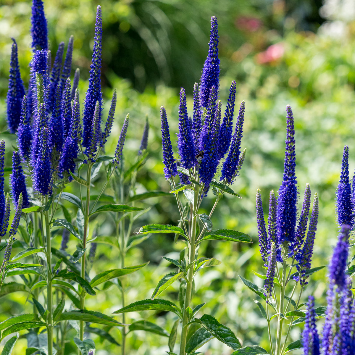 Veronica longifolia 'Marietta'PBR - Hardy's Cottage Garden Plants