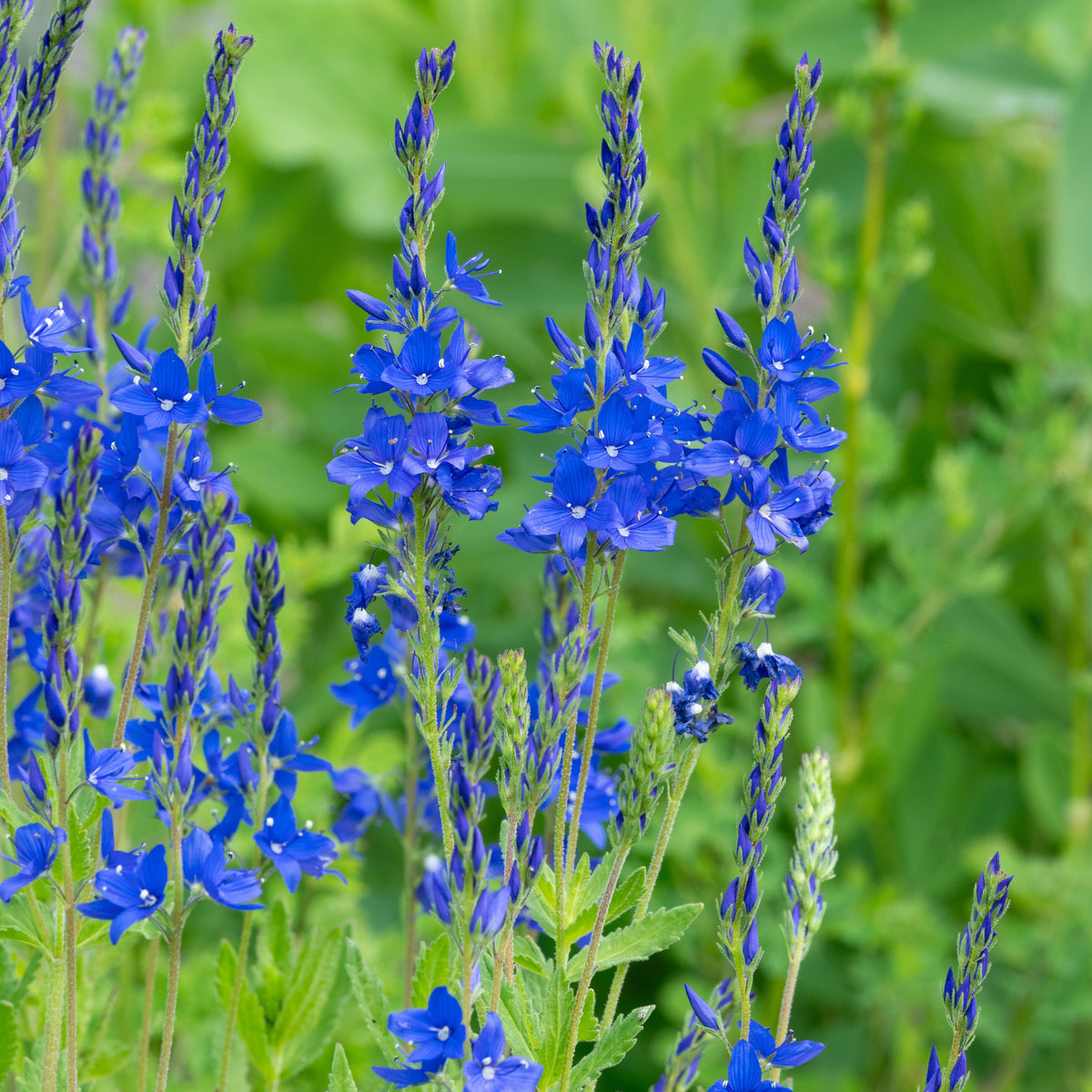 Veronica 'Shirley Blue' - Hardy's Cottage Garden Plants