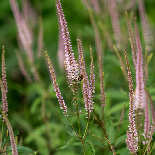 Veronicastrum virginicum roseum - Hardy's Cottage Garden Plants