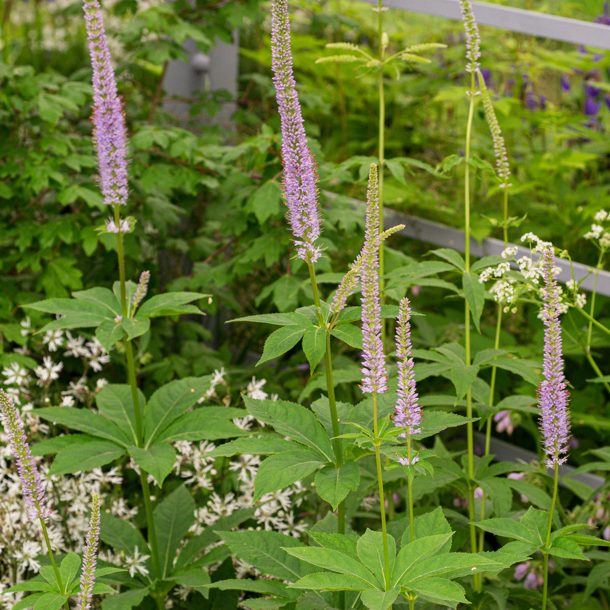 Veronicastrum sibiricum - Hardy's Cottage Garden Plants