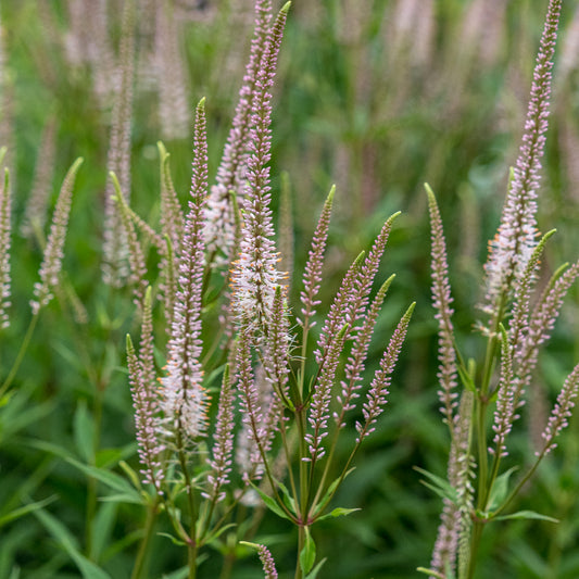 Veronicastrum virginicum f. roseum 'Pink Glow' - Hardy's Cottage Garden Plants